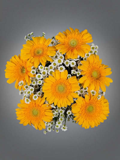Праздник солнца премиум