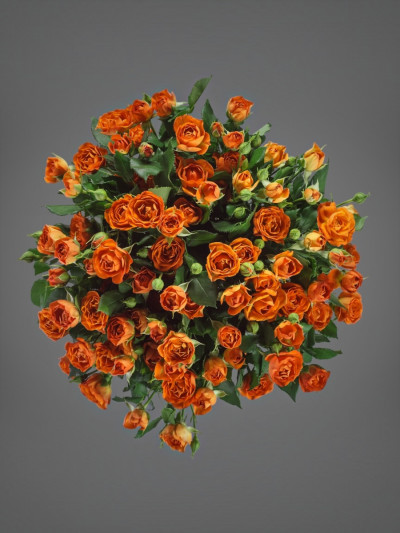 Кустовые розы оранжевые 15 шт.
